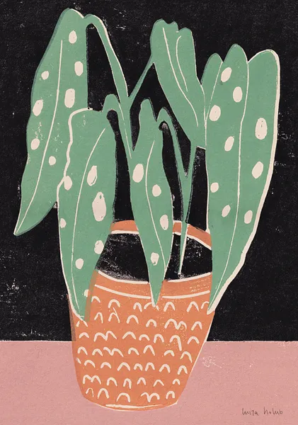 Spotted Begonia - Luiza Holub
