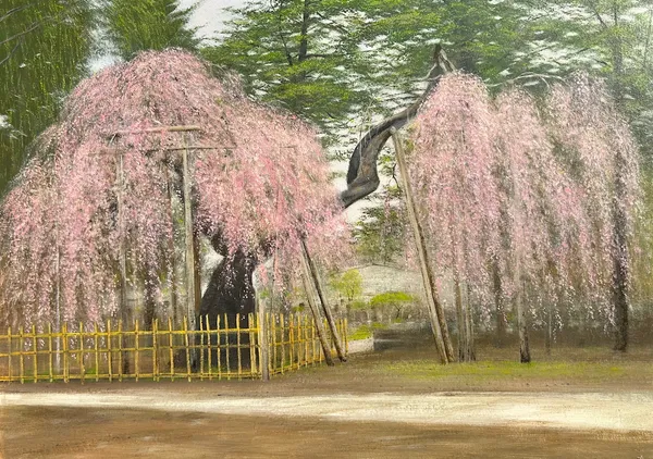 紅枝垂れ桜 - 森壽男