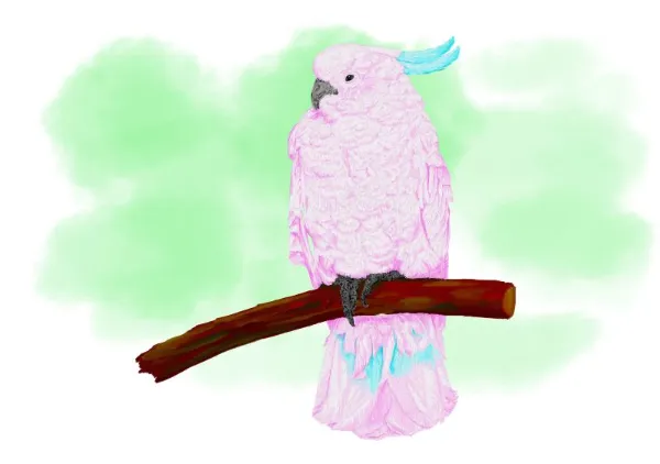 Sulphur-Crested_Cockatoo_01 - itsuki_painter