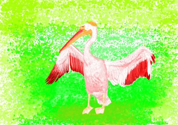 White_Pelican_01 - itsuki_painter