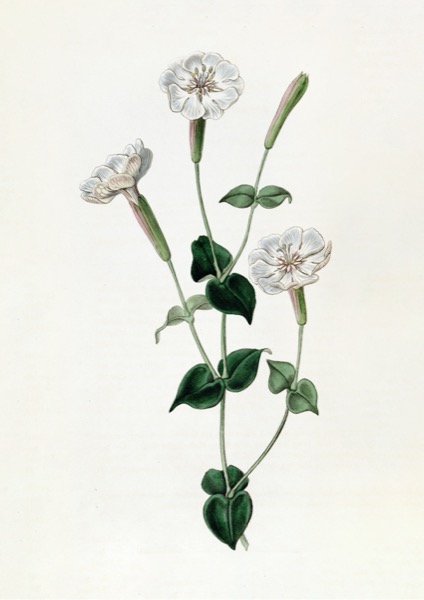 Armenian Catchfly - Sydenham Edwards