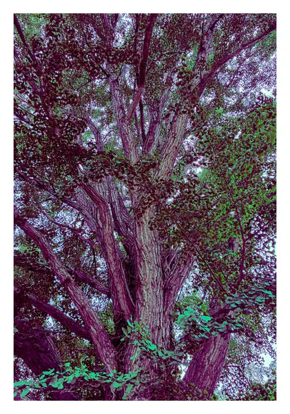 TWILIGHT GROVE - Yoin Studio