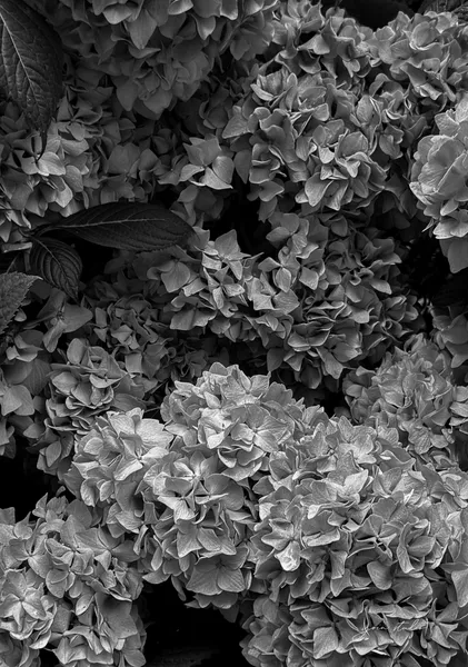 Silent Bloom (Borderless) - Yoin Studio