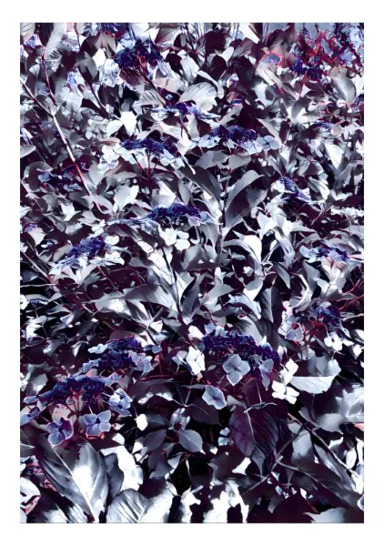 Echoes in Violet - Yoin Studio