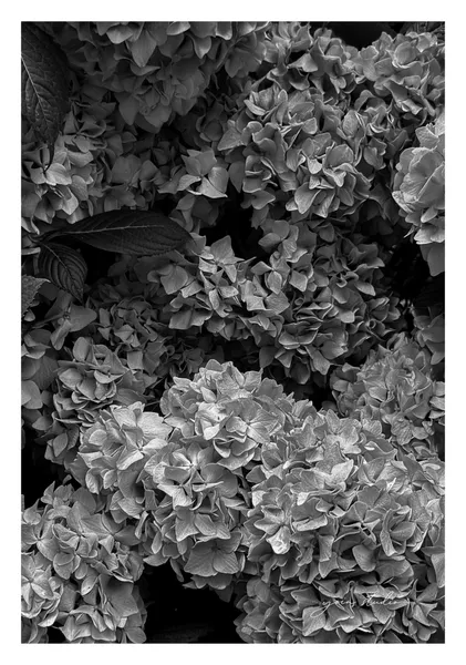 Silent Bloom - Yoin Studio