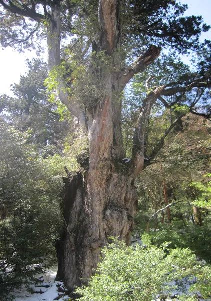 縄文杉 / Jomon Sugi - Yasu.S