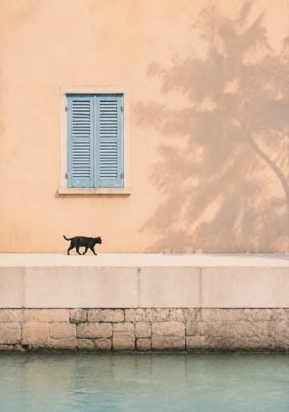 Canal Cat - RIKU