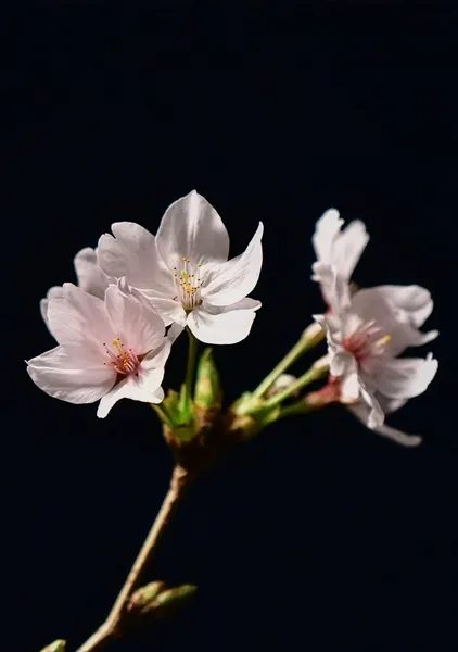 Sakura in Silence 静寂の中の桜 - HT　PHOTO