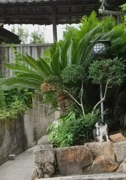 Cats in a Quiet Alley of Onomichi - HT　PHOTO