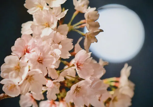 Moonlit Sakura（月夜の桜） - HT　PHOTO