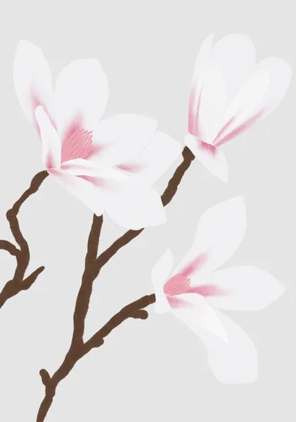 White magnolias - Ani-chan Studio