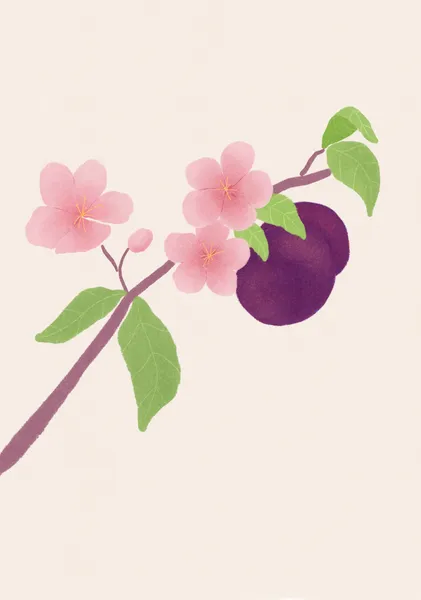 Ume  - Ani-chan Studio