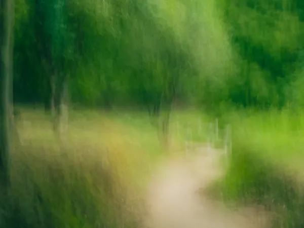 Forest Trail - Solanin