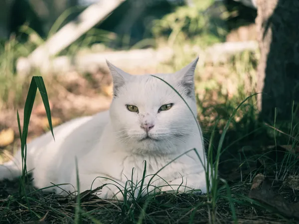 A white cat resting in the shade of a tree - Solanin