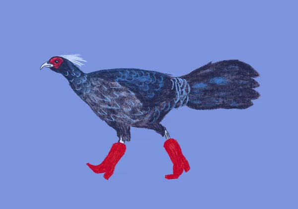 Running Kalij Pheasant in Cowgirl Boots - Anyone Can Yeehaw