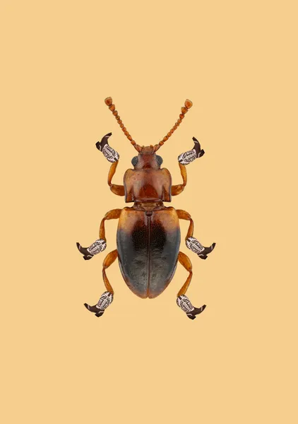 Billy The Booted Beetle - Anyone Can Yeehaw