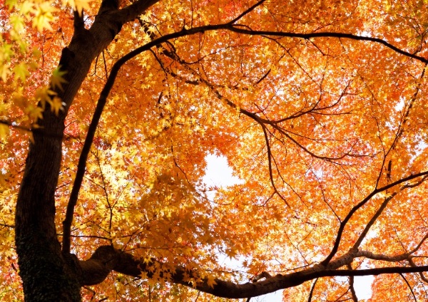 頭上を覆い尽くす紅葉 - 風景写真家 岡本卓也