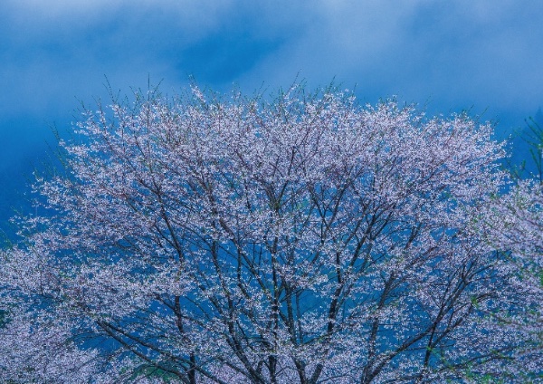 花の余白 - 風景写真家 岡本卓也