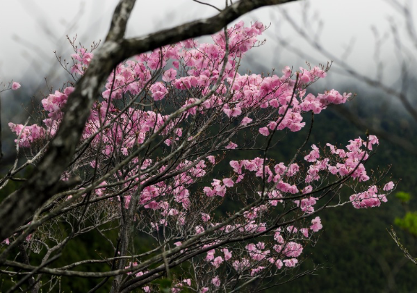 工石山の森 - 風景写真家 岡本卓也