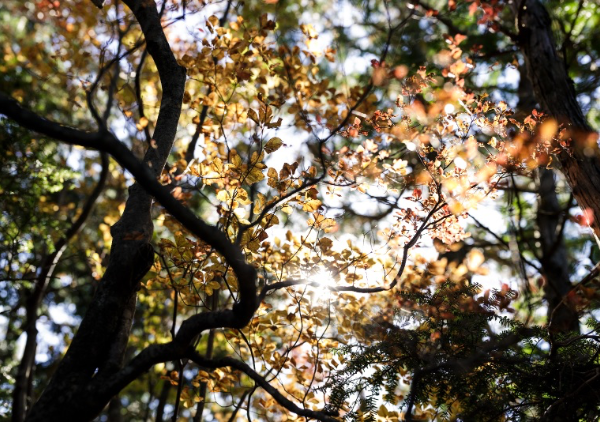 工石山の森 - 風景写真家 岡本卓也