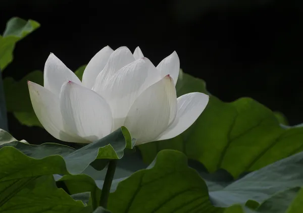 清華 / Pure Bloom - 島次郎