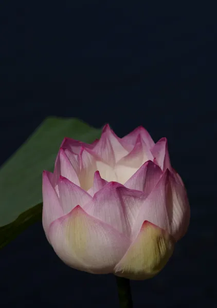 綻び / Unfolding - 島次郎