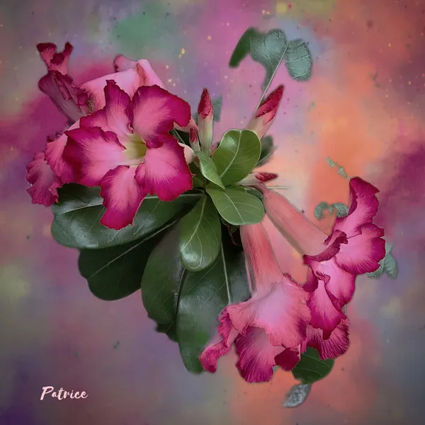Petals in the Aurora  - Patrick John Bennett {pseudonym Patrice}
