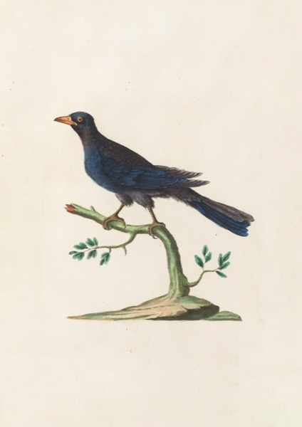 Ornithologia methodice digesta Pl.072 - Saverio Manetti