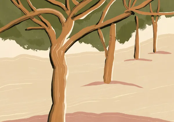 Cypress Trees on Sunlit Dunes - Little Dean