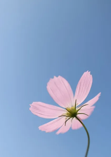 Peacefully - Ryosuke