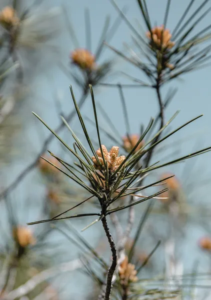 Pine Buds in Bloom - Michal Marko