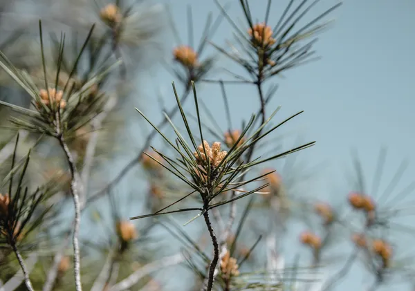 Pine Buds in Bloom - Michal Marko