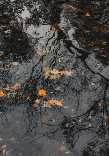 Leaves on the Stream - Michal Marko