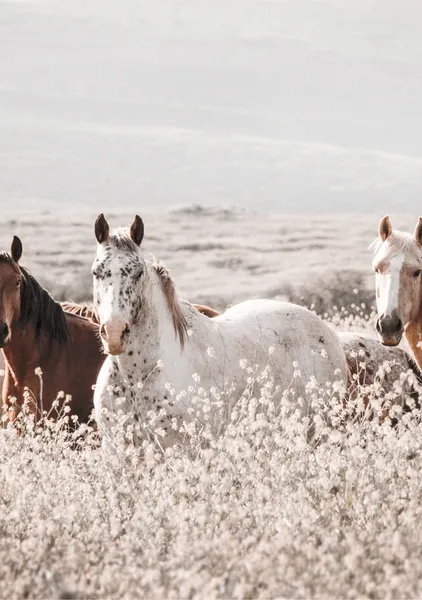 Wild Horses in Mist - Michal Marko