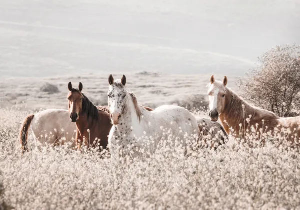 Wild Horses in Mist - Michal Marko