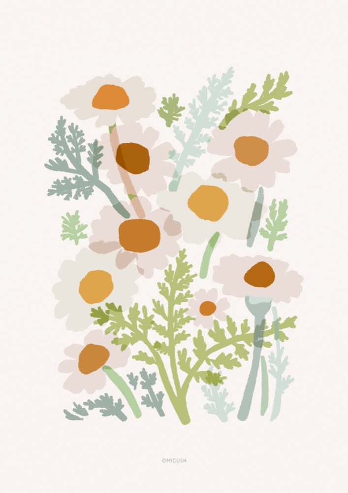  Common Chamomile - Michal Marko