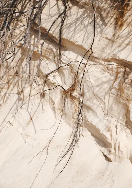 Roots on the Dune - Michal Marko
