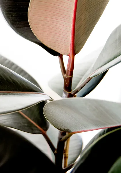 Rubber Fig Leaves - Michal Marko