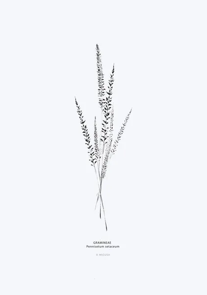 Pennisetum Setaceum - Michal Marko