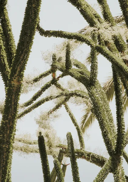Cactus Branches Against Sky - Michal Marko