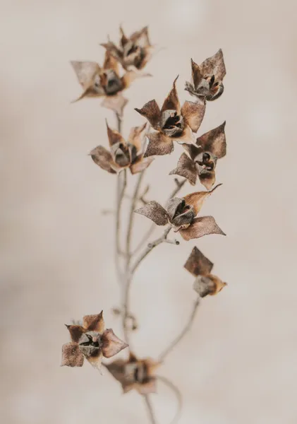 Dried Star Blossoms - Michal Marko