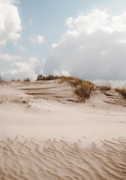 Windswept Dune Grass - Michal Marko