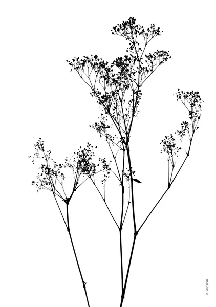 Wild Meadow Sprays - Michal Marko