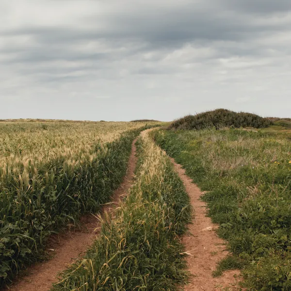 Path Through the Wheat - Michal Marko