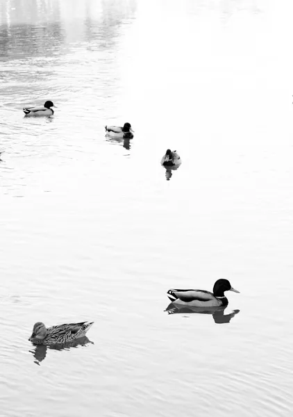 Ducks on Still Water - Michal Marko