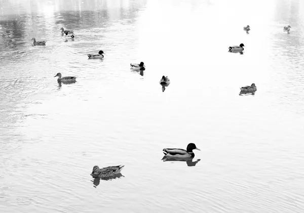 Ducks on Still Water - Michal Marko