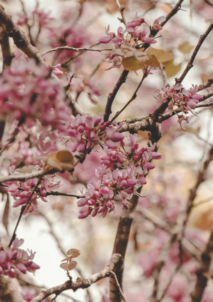 Redbud Blossom Branches - Michal Marko