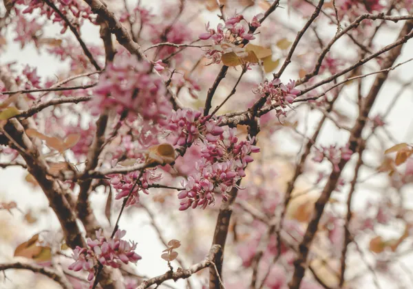 Redbud Blossom Branches - Horizontal - Michal Marko