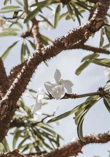 Oleander in Bloom - Michal Marko
