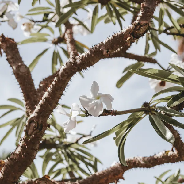 Oleander in Bloom - Square - Michal Marko